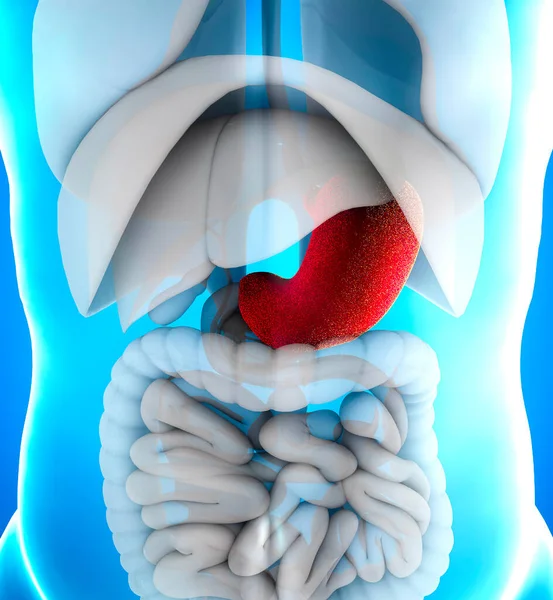 Estómago Órgano Muscular Hueco Tracto Gastrointestinal Tiene Una Estructura Dilatada — Foto de Stock