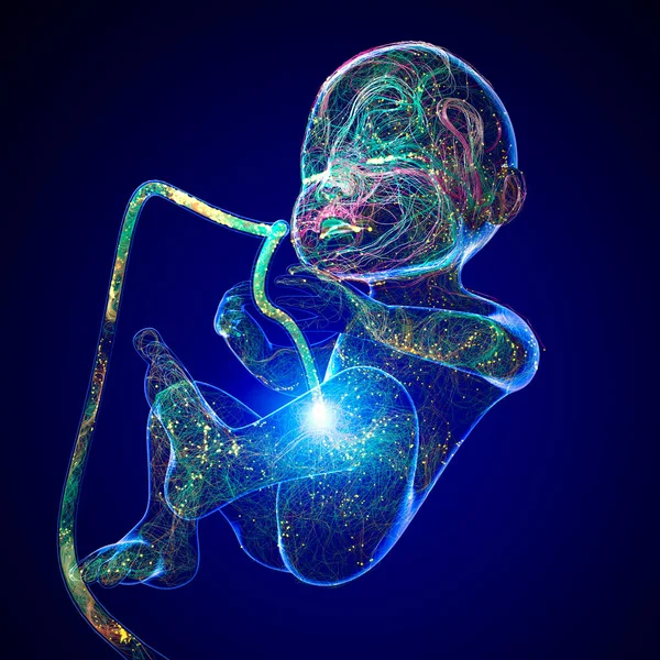 胎儿的生长 营养和能量对胎儿的进化 胎儿与胎盘之间的联系 3D渲染 — 图库照片