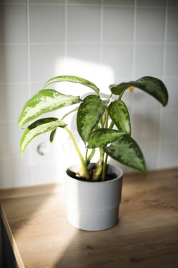 Ev bitkisi gün ışığında mutfak masasında.