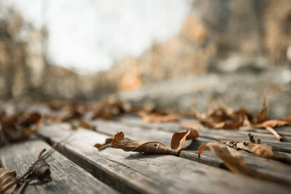 秋の時間:美しいカラフルな葉公園の銀行に横たわって、秋 — ストック写真
