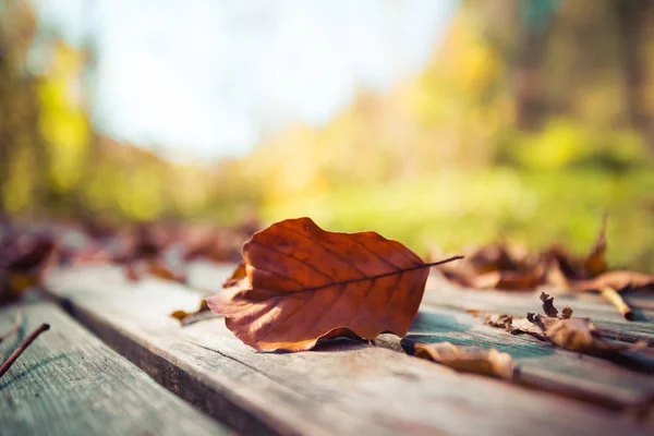 Tiempo de otoño: Hermosa hoja colorida que miente en una orilla del parque, caída — Foto de Stock