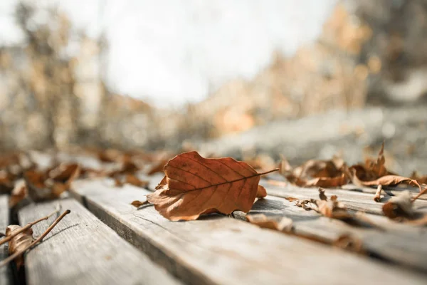 Automne : Belle feuille colorée allongée sur une rive du parc, automne — Photo