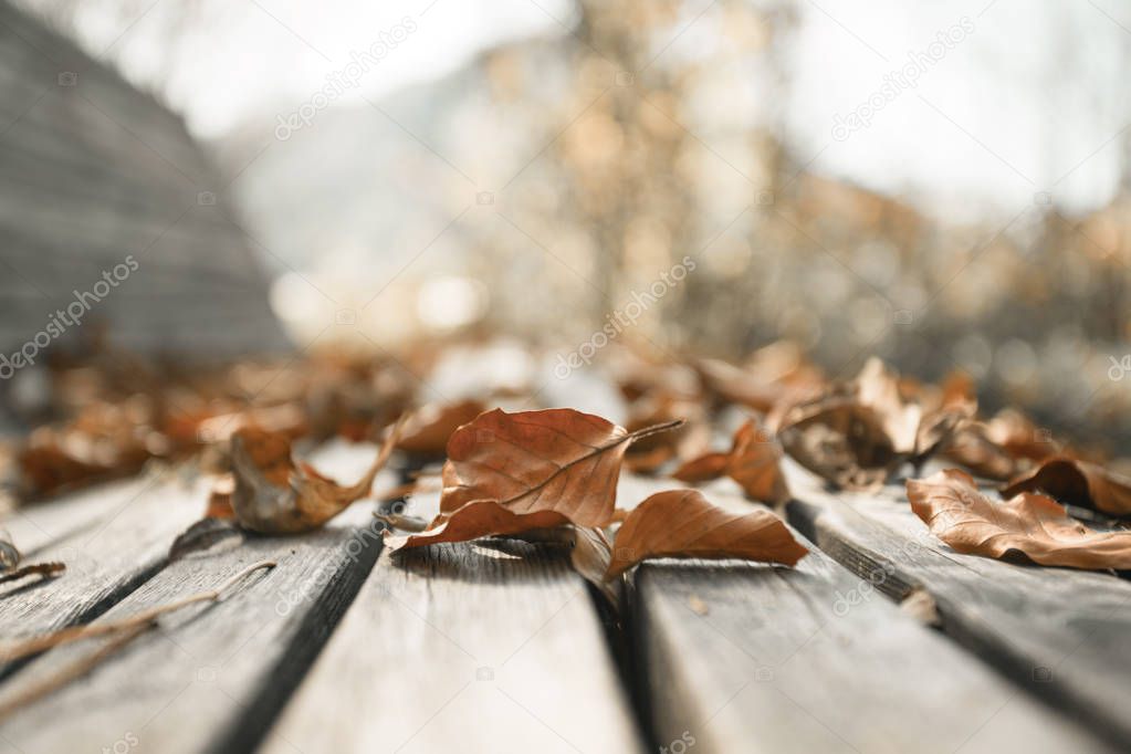 Close up of colorful leaf lying on a park bank. Autumn time, text space