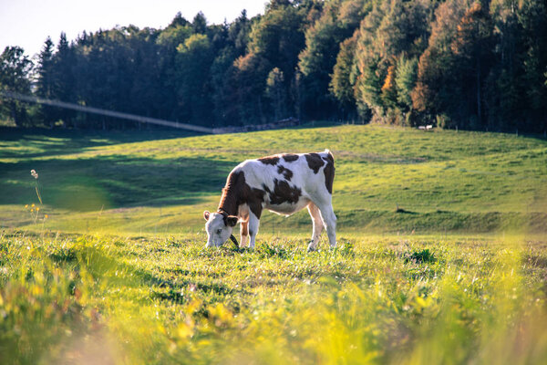Cow is grazing on the meadow, idyllic landscape with warm colors in Bavaria, Germany