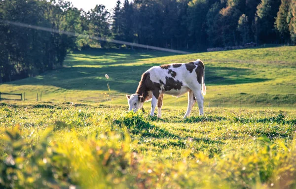 Vaca Está Pastando Prado Paisaje Idílico Con Colores Cálidos Baviera — Foto de Stock