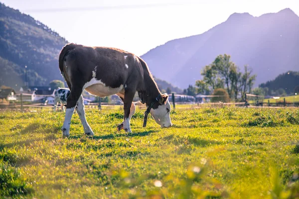 Vaca Está Pastando Prado Paisagem Idílica Com Cores Quentes Baviera — Fotografia de Stock