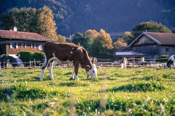 Cow Grazing Meadow Idyllic Landscape Warm Colors Bavaria Germany — Stock Photo, Image