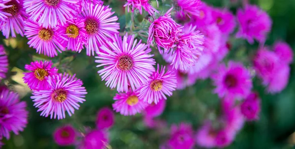 Close up picture of purple pink daisy blossoms in spring, background or panorama slider picture.