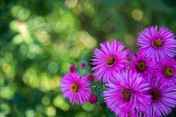 Close up picture of purple pink daisy blossoms in spring, background or panorama slider picture.