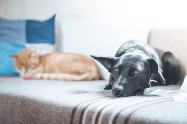 Şirin siyah köpek ve tekir kedi evdeki kanepede dinleniyorlar.
