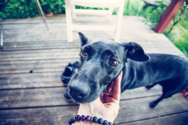 Bahçede meraklı küçük siyah köpek bekliyor.