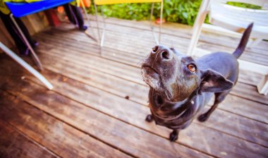 Bahçede meraklı küçük siyah köpek bekliyor.