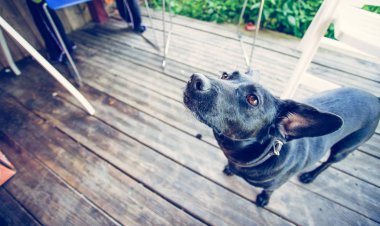 Bahçede meraklı küçük siyah köpek bekliyor.