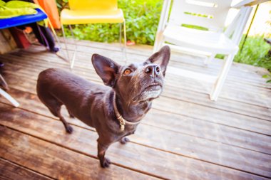 Bahçede meraklı küçük siyah köpek bekliyor.