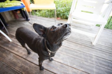 Bahçede meraklı küçük siyah köpek bekliyor.