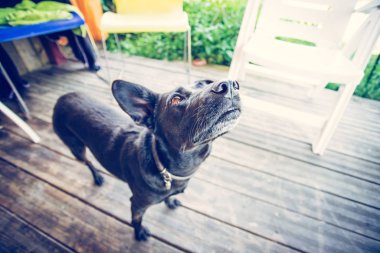 Bahçede meraklı küçük siyah köpek bekliyor.