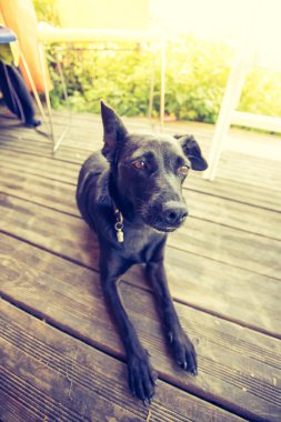 Bahçede meraklı küçük siyah köpek bekliyor.