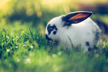 Şirin küçük tavşancık yeşil çimlerin üzerinde oturuyor, bahar zamanı, ılık güneş ışığı