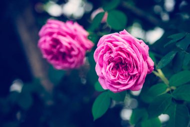 Baharda, bahçedeki pembe güllerin resmini kapat.