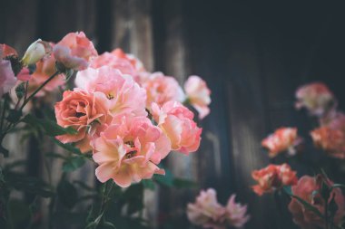 Baharda, bahçedeki pembe güllerin resmini kapat.