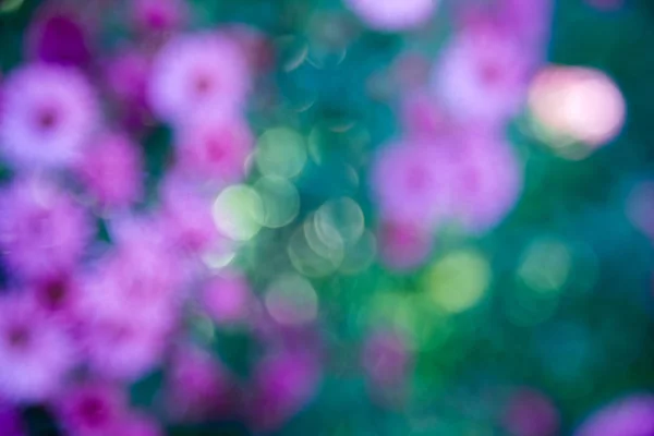 背景或全景照片中模糊的紫色粉红菊花的特写图片 — 图库照片