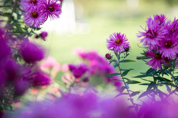 Nahaufnahme Bild Von Lila Rosa Gänseblümchen Blüht Frühling Hintergrund Oder — Stockfoto