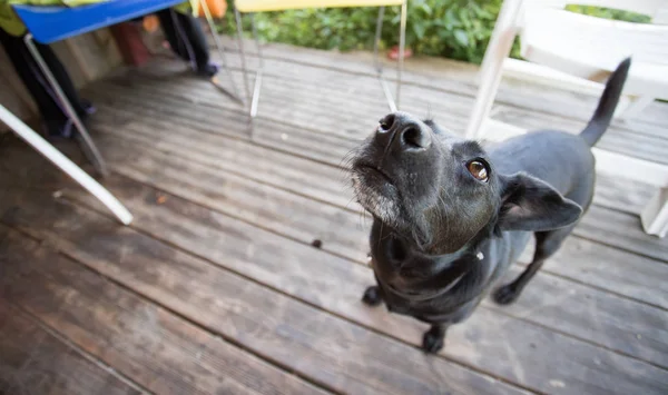 Bahçede Meraklı Küçük Siyah Köpek Bekliyor — Stok fotoğraf