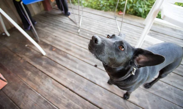 Curious Black Little Dog Waiting Outdoors Garden — Stock Photo, Image