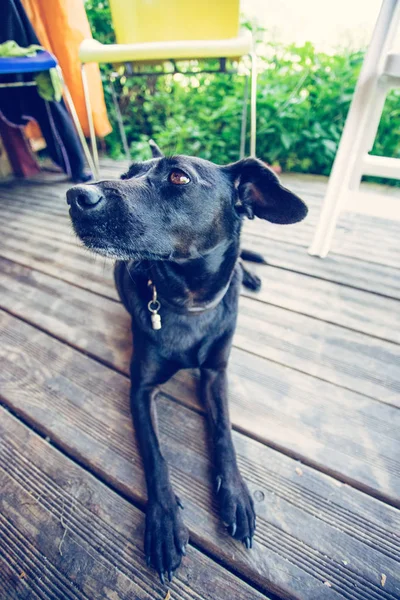 Nieuwsgierig Zwart Hondje Wachtend Buiten Tuin — Stockfoto