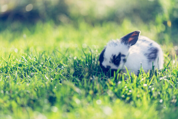 Cute little bunny is sitting in the green grass, spring time, warm sunshine
