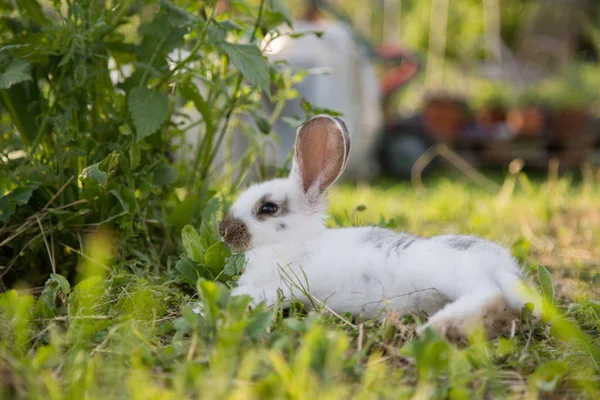 Симпатичный Кролик Сидит Зеленой Траве Весеннее Время Теплый Солнечный Свет — стоковое фото