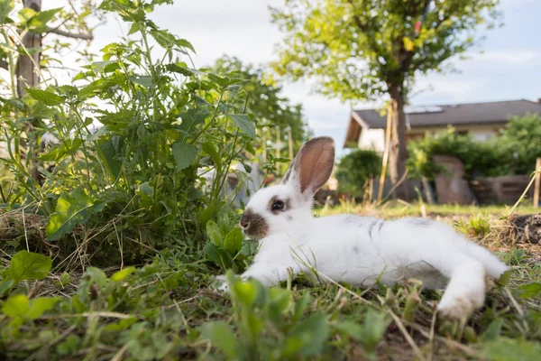 Cute Little Bunny Sitting Green Grass Spring Time Warm Sunshine — Stockfoto