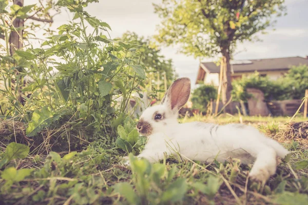 Lindo Conejito Está Sentado Hierba Verde Tiempo Primavera Sol Cálido —  Fotos de Stock