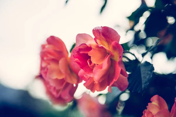자신의 정원에 분홍빛 장미의 — 스톡 사진