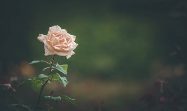 Halka açık bir parkta, bahar zamanı pembe güllerin fotoğrafını çek.