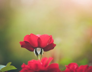 İlkbahar zamanı, halka açık bir parkta kırmızı güllerin resmini kapat.