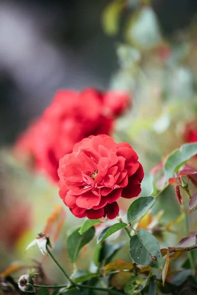 Nahaufnahme Von Roten Rosen Einem Öffentlichen Park Frühling — Stockfoto