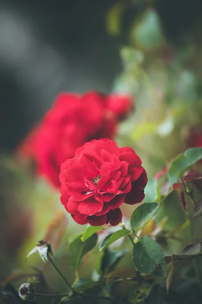 Close Picture Red Roses Public Park Spring Time — 스톡 사진