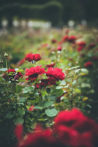 Photo Rapprochée Roses Rouges Dans Parc Public Printemps — Photo