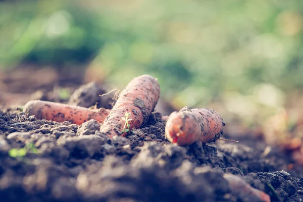 Органическая Морковь Сельскохозяйственном Поле Крупным Планом — стоковое фото