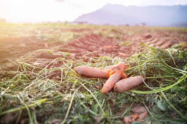 Органическая Морковь Сельскохозяйственном Поле Крупным Планом — стоковое фото