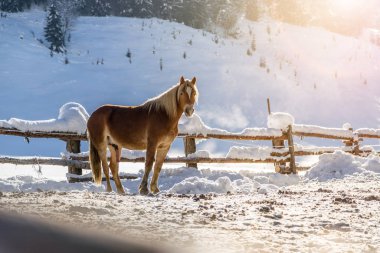 Kahverengi at, kışın cennet gibi bir çayırda duruyor, güneş ışığı.