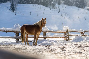 Kahverengi at, kışın cennet gibi bir çayırda duruyor, güneş ışığı.