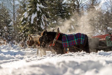 Kışın at arabasının kapağı, güneş ışığı, Avusturya