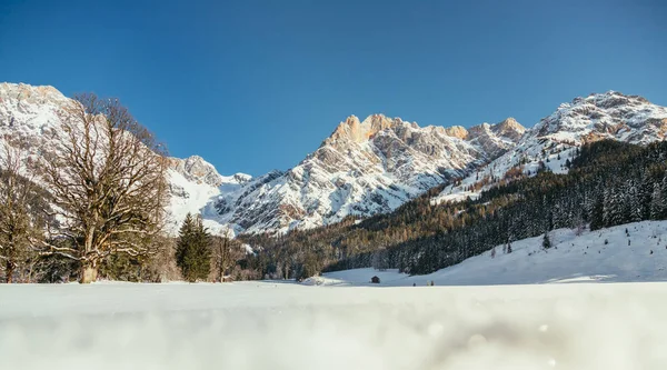 Hermoso Paisaje Idílico Invierno Impresionante Cordillera Árboles Nevados Cielo Azul —  Fotos de Stock