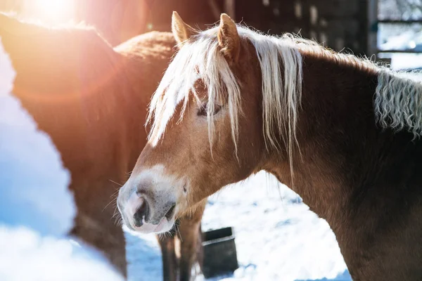 Closeup Brown Horse Standing Idyllic Paddock Winter Sunshine — Stock Photo, Image