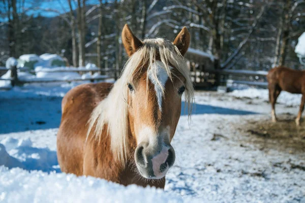 Closeup Brown Horse Standing Idyllic Paddock Winter Sunshine — Stock Photo, Image