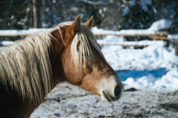 Closeup Brown Horse Standing Idyllic Paddock Winter Sunshine — Stock Photo, Image