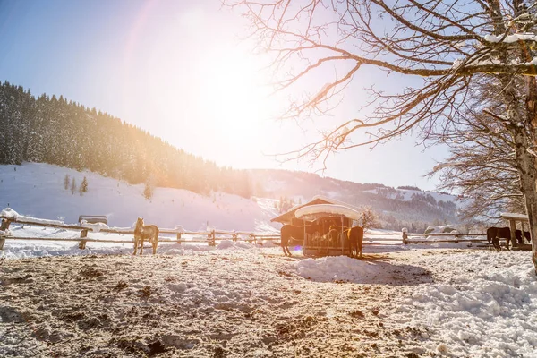 Kahverengi Kışın Cennet Gibi Bir Çayırda Duruyor Güneş Işığı — Stok fotoğraf