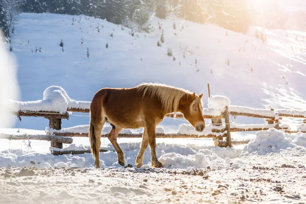 Cavalo Castanho Está Piquenique Idílico Inverno Sol — Fotografia de Stock